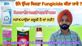 Azoxystrobin 11 amp Tebuconazole 183 ww SC ਝੋਨੇ ਉੱਪਰ ਕਿਹੜੀ ਫੰਗੀਸਾਈਡ ਕੀਤੀ ਜਾਵੇ  khetibadi paddy [upl. by Reynard]