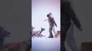 dogs k9protection doglover germanshepherd k9 dog dogtraining k9handler military shortvideo [upl. by Ieluuk]