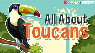 All About Toucans [upl. by Udella614]