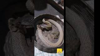 Snake game 🐍shorts ytshorts joymaamanasa varunbundelasaperkhela [upl. by Ytsirc]