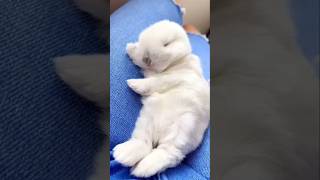 Sleepy Animals 🥹🥰 cute cat rabbit dog husky britishshorthair monkey pig sleep sleepmusic [upl. by Assirrac]