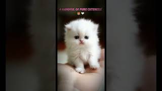 Tiny White Kitten A Handful of Pure Cuteness cute kitten Shorts 2024 [upl. by Mil]