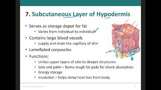 Hypodermis Structures amp Functions [upl. by Srini]