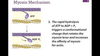 032Myosin Structure amp Function [upl. by Stace]