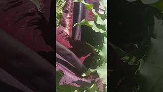 Dracunculus vulgaris florecida con moscas [upl. by Kerrison]