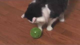 PetSafe SlimCat Interactive Cat Feeder Ball [upl. by Oiramaj]