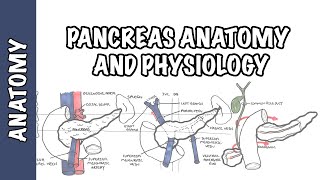 Pancreas Clinical Anatomy and Physiology [upl. by Nibor]