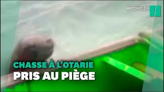 Ce bateau de pêche sest retrouvé dans une bataille entre des orques et des otaries [upl. by Talyah]