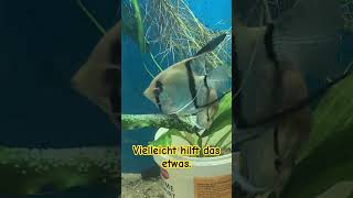 Pterophyllum scalare  Skalarzucht der vierte Versuch [upl. by Agostino]