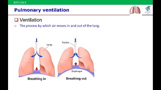 Respiratory physiologyVentilation [upl. by Andrea]