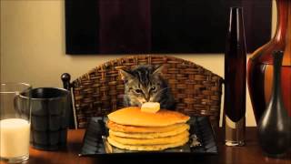 Cat Eats Pancakes [upl. by Reifel]