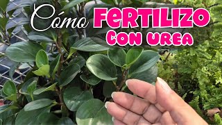 FERTILIZO MIS PLANTAS CON UREA y así las cuidoLiliana Muñoz [upl. by Eedissac]