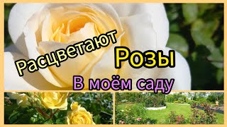 Розы расцветают в моём саду [upl. by Ynohtnanhoj772]