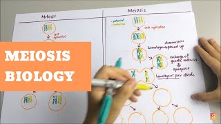 Biology  Meiosis [upl. by Sathrum]