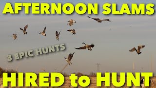 AFTERNOON SLAMS  3 Epic HuntsHired to Hunt Season 6 Hunting Limits of Ducks amp Geese at Ongaros [upl. by Airbmak461]