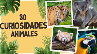 30 CURIOSIDADES Impactantes Sobre ANIMALES😍 [upl. by Atekihs]