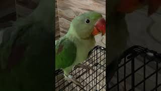 Cute baby parrot parrot [upl. by Ancelin]