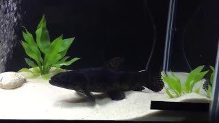 Update Vid Hoplias Aimara and Curupira [upl. by Nosneb]