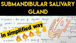 Submandibular salivary gland Anatomy  1 [upl. by Notfol]