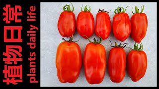 How to grow San Marzano Tomatoes from seeds [upl. by Skippy]