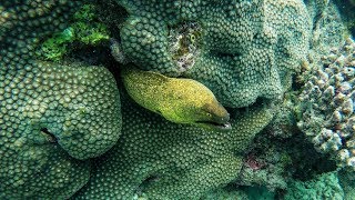 Reethi Faru  Maldives  Snorkelling [upl. by Ferrel551]