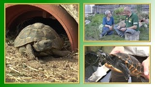 7 Punkte zur SchildkrötenHaltung  TierheimTV informiert [upl. by Mark784]