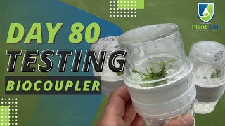 BioCoupler TM Testing  Day 80 More Plants and Bigger Flasks [upl. by Knowland]