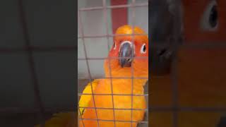 Sun corner youtubeshorts babyparrotកូនសេក parrot talkingparrotscareandroutine [upl. by Goerke]