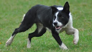 Lot 93 Zac  131124 Farmers Marts Dolgellau Online Sheepdog Auction [upl. by Pacificia]