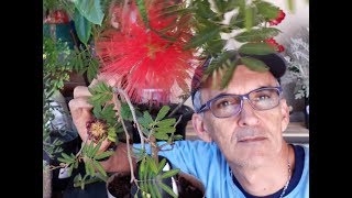 COMO É ALPORQUIA DE UMA CALIANDRA calliandra tweedii APRENDA E FAÇA A SUA [upl. by Remmus]