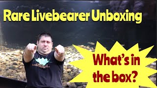 Rare Livebearer Unboxing [upl. by Grefer415]