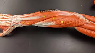 Muscles of the Forearm [upl. by Gershon]