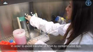 Total RNA extraction [upl. by Ahsenak]