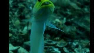 Yellowhead jawfish with eggs [upl. by Ailsun184]