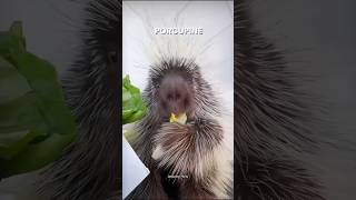 Porcupine shorts viralvideo trending [upl. by Atel915]