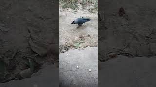 crow lovers viralvideo crowed croweating subscribe shortsvideo watchedlike beautiful [upl. by Sirtemed]