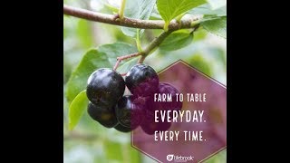 ARONIA Berries Native American background by DrMerritt and some Aronia recipes for KETO 100 Juice [upl. by Akcirred]