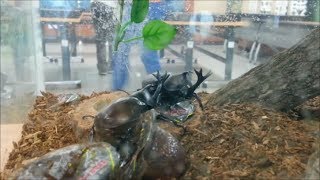 Rhinoceros beetles Duel  장수풍뎅이 결투 싸움 [upl. by Nnaarat]