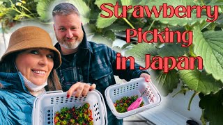 Japan Come Pick Strawberries With Us [upl. by Nuzzi]