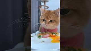 ASMR mukbang KOTEK KITTEN ASMR cat asmr [upl. by Lesh]