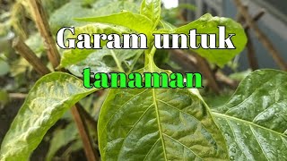 GARAM UNTUK TANAMAN [upl. by Fritts]