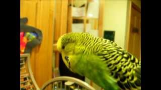 Disco the Parakeet Learns Swedish [upl. by Stormy]