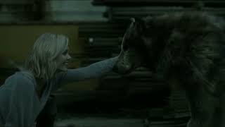 Amazing Transformation 10 Werewolf Laura Vandervoort Elena Michaels Bitten [upl. by Studnia]