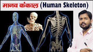 Human Skeleton  Bones  Cartilage  Skeleton System [upl. by Treve]