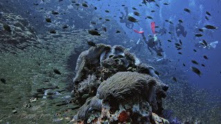 Diving in Richelieu Rock  Thailand Feb 23 [upl. by Aip]