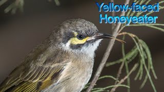 Yellowfaced Honeyeater [upl. by Renado]