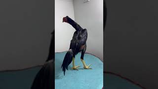 dakan jangi video dakanlar ayam aseelmurga rooster pets galaba 2024 [upl. by Tnahs]