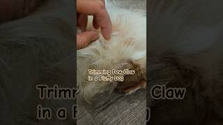 How to trim dew claw in fluffy dog  grooming  nail trimming grooming dog dogmom [upl. by Adnahsat]