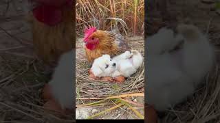 The wings of the mother hen are a warm harbor for dogs Cute pet debut plan Dogs Golden Sun or [upl. by Chemush]