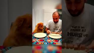 More funny cute dogs for your viewing pleasure relaxmydog dogs funny funnydogs compilation [upl. by Vacla]